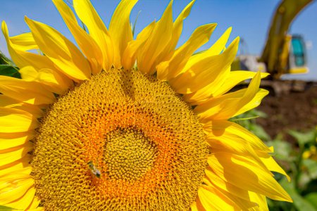 Nahaufnahme einer kleinen Biene, die Pollen von reifen großen gelben Sonnenblumenkopf sammelt.
