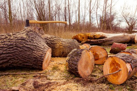 Holzfällerbeil in Holz genagelt, frisch geschnittener Baumstumpf auf dem Waldboden, Holzstruktur, Holz, Hartholz, Brennholz.