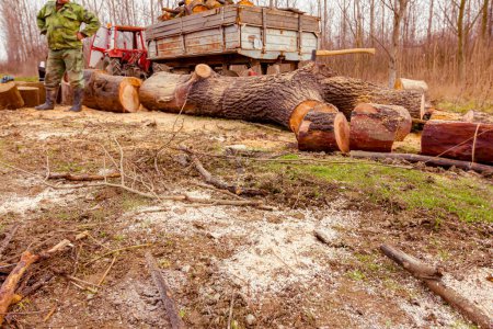 Téléchargez les photos : Bois, souches fraîchement coupées d'arbres sur le sol forestier et chargées dans la remorque, texture du bois, bois, bois franc, bois de chauffage - en image libre de droit