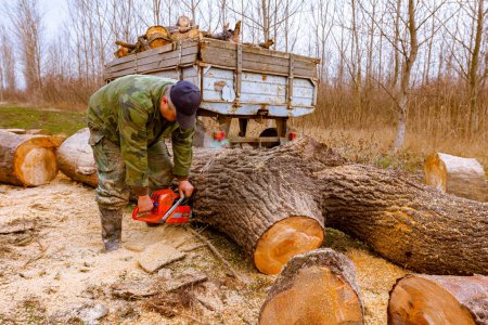 Holzfäller hacken, spalten große Baumstämme, mit professioneller Kettensäge schneiden frisch geschnittene Baumstümpfe auf dem Waldboden, Holzstruktur, Holz, Hartholz, Brennholz.