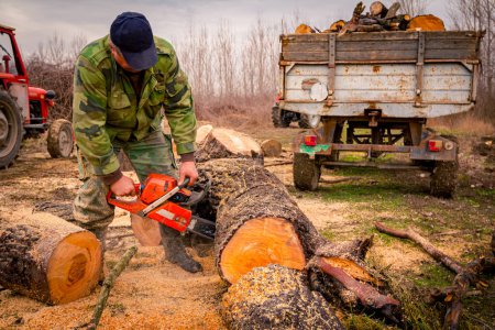 Lumberjack is chopping, split large tree trunks, using professional chainsaw slicing freshly cut stump of trees on the forest ground, lumber texture, wooden, hardwood, firewood.