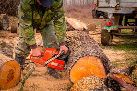 Le bûcheron coupe, fend de gros troncs d'arbres, en utilisant une tronçonneuse professionnelle tranchant des troncs d'arbres fraîchement coupés sur le sol forestier, texture du bois, bois, bois franc, bois de chauffage.