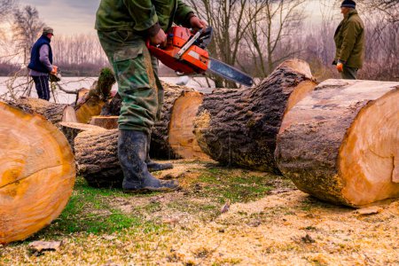 Lumberjack is chopping, split large tree trunks, using professional chainsaw slicing freshly cut stump of trees on the forest ground at river bank, lumber texture, wooden, hardwood, firewood.
