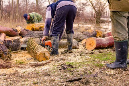 Lumberjack is chopping, split large tree trunks, using professional chainsaw slicing freshly cut stump of trees on the forest ground at river bank, lumber texture, wooden, hardwood, firewood.