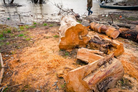 Holz, frisch geschnittene Baumstümpfe auf dem Waldboden, Holzstruktur, Holz, Laubholz, Brennholz an der Küste in Flussnähe.