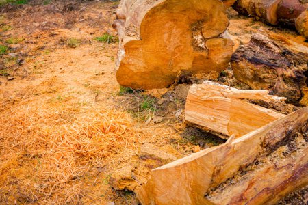 Holz, frisch gefällte Baumstümpfe auf dem Waldboden, Holzstruktur, Holz, Laubholz, Brennholz