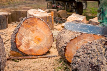 Used professional chainsaw placed on freshly cut stump of tree in forest, lumber texture, wooden, hardwood, firewood