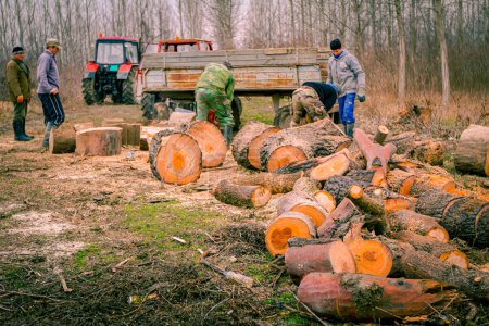 Die Leute sammeln geschnittene, gehäckselte, frisch geschnittene Baumstümpfe auf dem Boden, Holzstruktur, Holz, Hartholz, Brennholz, um es in Anhänger zu verladen, bereit für den Transport aus dem Wald.