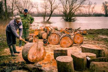 Holzfäller mit Beil, Hacken, frisch geschlagener Baumstumpf auf dem Waldboden, Holzstruktur, Holz, Hartholz, Brennholz in Flussnähe.