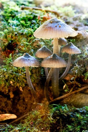 Photo for Wild mushrooms are sourced as food but can also be toxic. Also featured in many fairytales. - Royalty Free Image