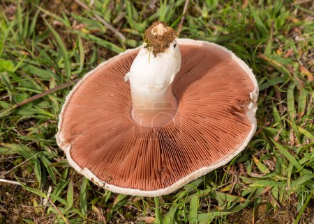 Photo for Wild mushrooms are sourced as food but can also be toxic. Also featured in many fairytales. - Royalty Free Image