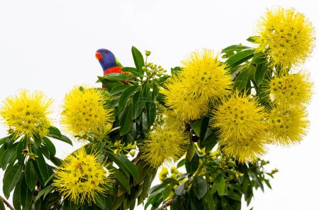Téléchargez les photos : Xanthostemon chrysanthus, le pendaorfirst doré amour, est une espèce d'arbre dans la famille des myrtes Myrtaceae, endémicto nord-estQueensland, Australie, C'est une plante de jardin populaire avec des fleurs jaunes voyantes. - en image libre de droit