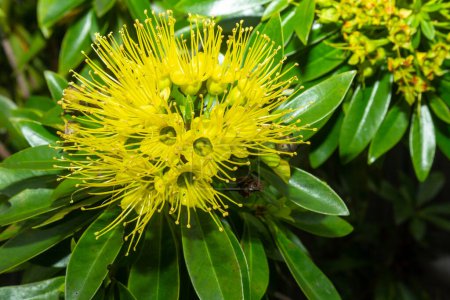 Foto de Xanthostemon chrysanthus, el pendaorfirst amor dorado, es una especie de árbol en la familia Myrtaceae, endemicto noreste de Queensland, Australia, es una planta de jardín popular con flores amarillas llamativas. - Imagen libre de derechos