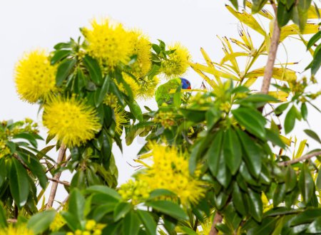 Foto de Xanthostemon chrysanthus, el pendaorfirst amor dorado, es una especie de árbol en la familia Myrtaceae, endemicto noreste de Queensland, Australia, es una planta de jardín popular con flores amarillas llamativas. - Imagen libre de derechos