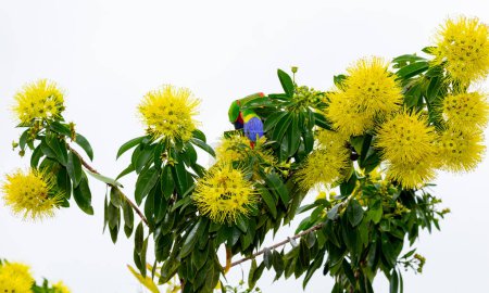 Foto de Xanthostemon chrysanthus, el pendaorfirst amor dorado, es una especie de árbol en la familia de los mirtos Myrtaceae, endemicto noreste de Queensland, Australia, Es una planta de jardín popular con flores amarillas llamativas. - Imagen libre de derechos