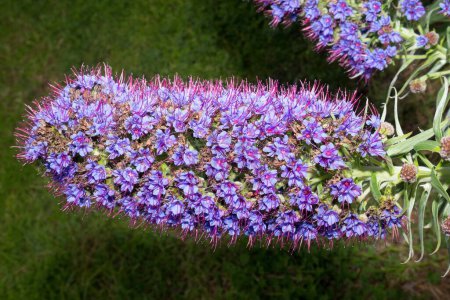 Téléchargez les photos : Fierté de Madère est un grand arbuste vivace à croissance rapide qui est une caractéristique de tout jardin. - en image libre de droit