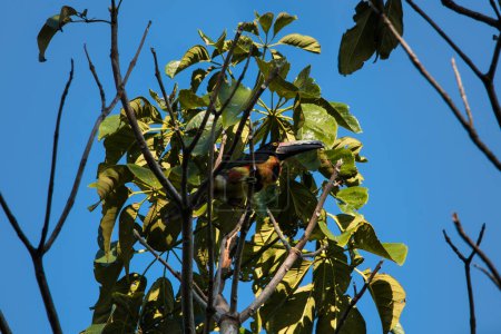 Foto de The collared aracari or Pteroglossus torquatus is a bird of the toucan family - Imagen libre de derechos