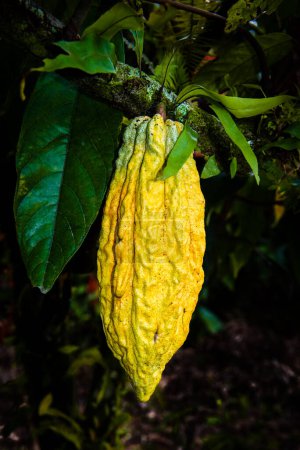 Foto de Yellow cocoa pod on a tree - Imagen libre de derechos