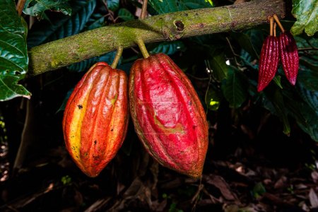 Photo pour Couple of cocoa pods on a branch - image libre de droit