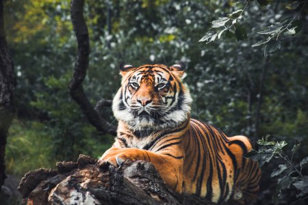 Téléchargez les photos : Tigre reposant sur une branche d'arbre - en image libre de droit
