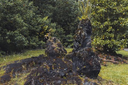 Foto de Viejo flujo de lava árboles petrificados - Imagen libre de derechos