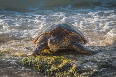 Photo for Green sea turtle moving out of the water - Royalty Free Image