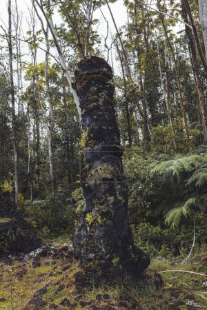 Foto de Remanente de un tronco de árbol petrificado por la lava - Imagen libre de derechos