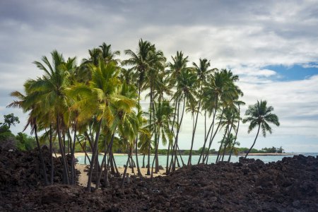 Téléchargez les photos : Buisson de palmiers sur un champ de lave à Hawaï - en image libre de droit