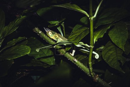 Foto de Jackson camaleón escondido en un árbol - Imagen libre de derechos