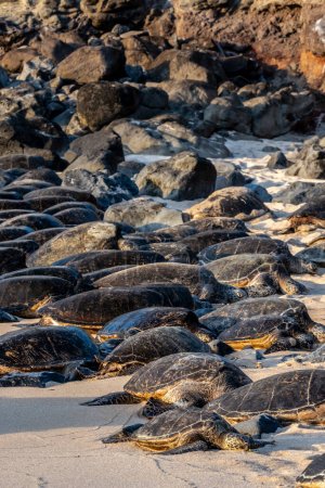 Foto de Tortugas marinas verdes descansando en la playa de Ho 'okipa - Imagen libre de derechos