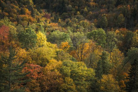 Foto de Canopy de un bosque en Quebec en otoño - Imagen libre de derechos