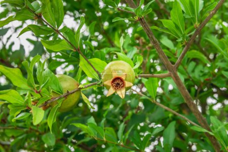 Foto de Vista de cerca de la fruta de granada en un árbol - Imagen libre de derechos