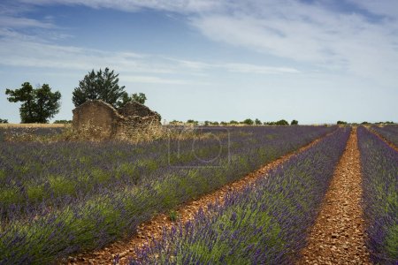 Abandonned stone shed in a lavender field