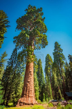 Sentinel tree of sequoia national park