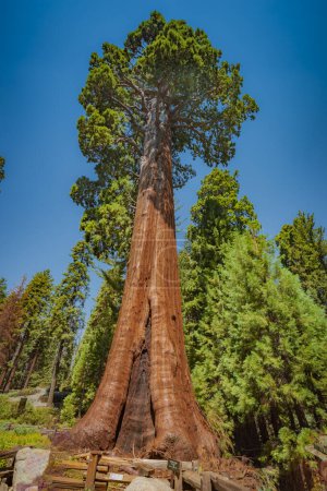 Giant sequoia named sentinel tree