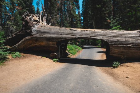 Foto de Registro de túneles en el Parque Nacional de Sequoia - Imagen libre de derechos