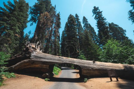 Grumes de séquoia géantes tombées sculptées dans un tunnel