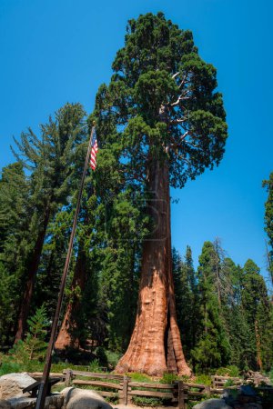 Foto de Árbol centinela y bandera americana en parque nacional sequoia - Imagen libre de derechos