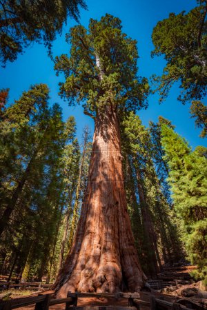 Foto de Árbol Sequoia llamado General Sherman - Imagen libre de derechos
