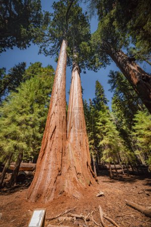 Foto de Árboles gemelos en el parque nacional sequoia - Imagen libre de derechos