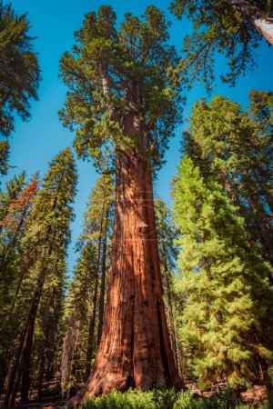 Foto de General Sherman, el árbol vivo más grande de la tierra - Imagen libre de derechos