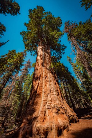 Foto de Árbol nombrado jefe Sequoyah en el parque nacional sequoia - Imagen libre de derechos