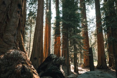 In the shade of giant sequoias