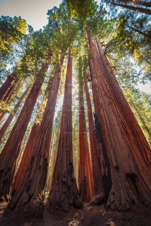 Foto de El grupo senatorial de árboles en el parque nacional sequoia - Imagen libre de derechos