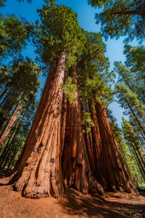 Giant trees in Sequoia national park