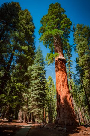 Giant sequoia named McKinley