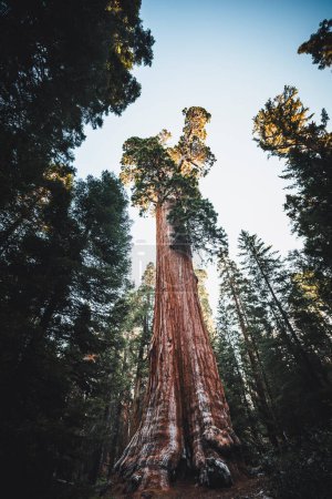 Arbre de subvention générale dans le parc national de séquoia