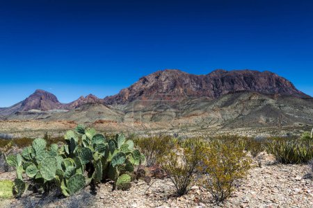 The Chisos mountains and cactus in Big Bend national park