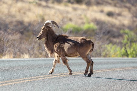 Solo barbary bighorn sheep crossing the road