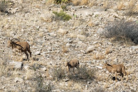 Barbary sheep familly on a rocky slope